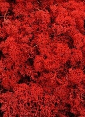 Мох натуральный  50мл стабилизированный красный темный