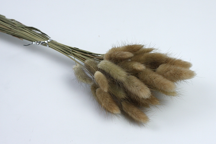 Лагурус цветной 30 голов 2104149 натуральный