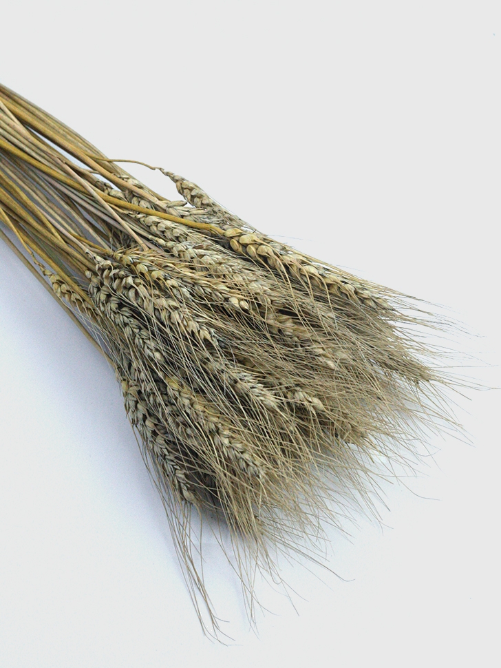 Пшеница натуральная 70см 50шт Пшеница натуральная 70см 50шт