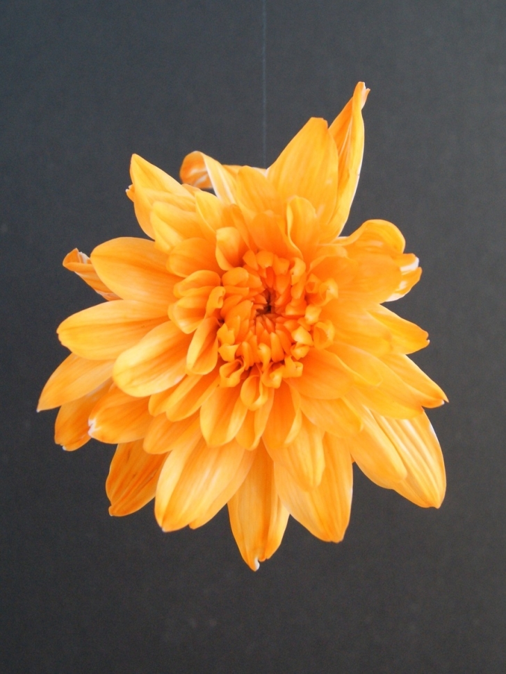 Краска для окрашивания живых цветов 275мл оранжевая 28 Краска для окрашивания живых цветов 275мл оранжевая 28