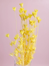 ИЦ Нигелла 50г желтый