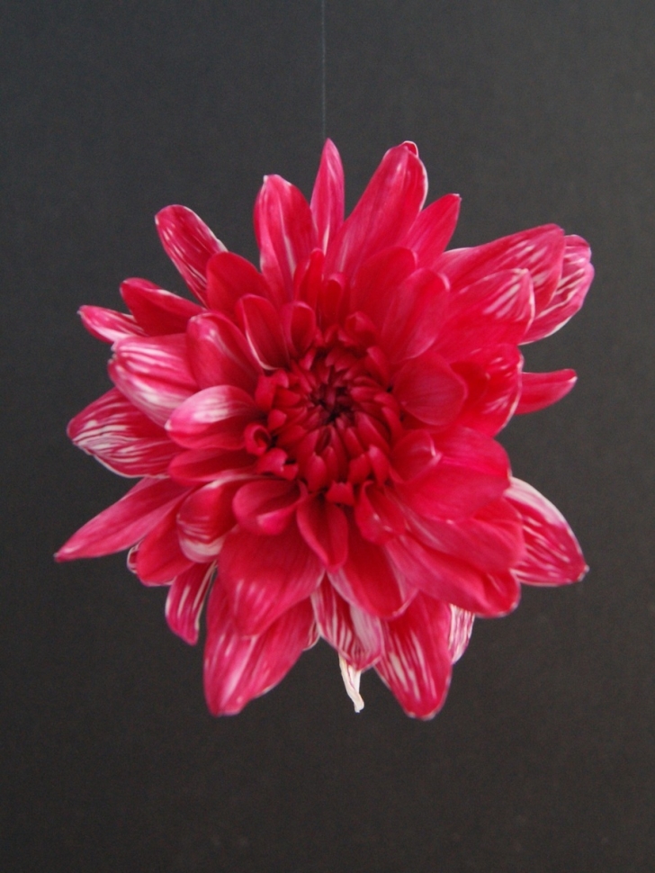 Краска для окрашивания живых цветов 1л красный темный 18