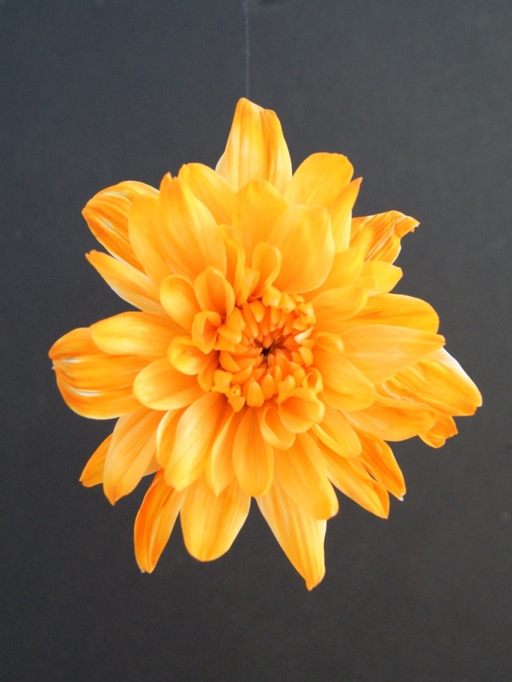 Краска для окрашивания живых цветов 1л оранжевый рассвет 26 Краска для окрашивания живых цветов 1л оранжевый рассвет 26