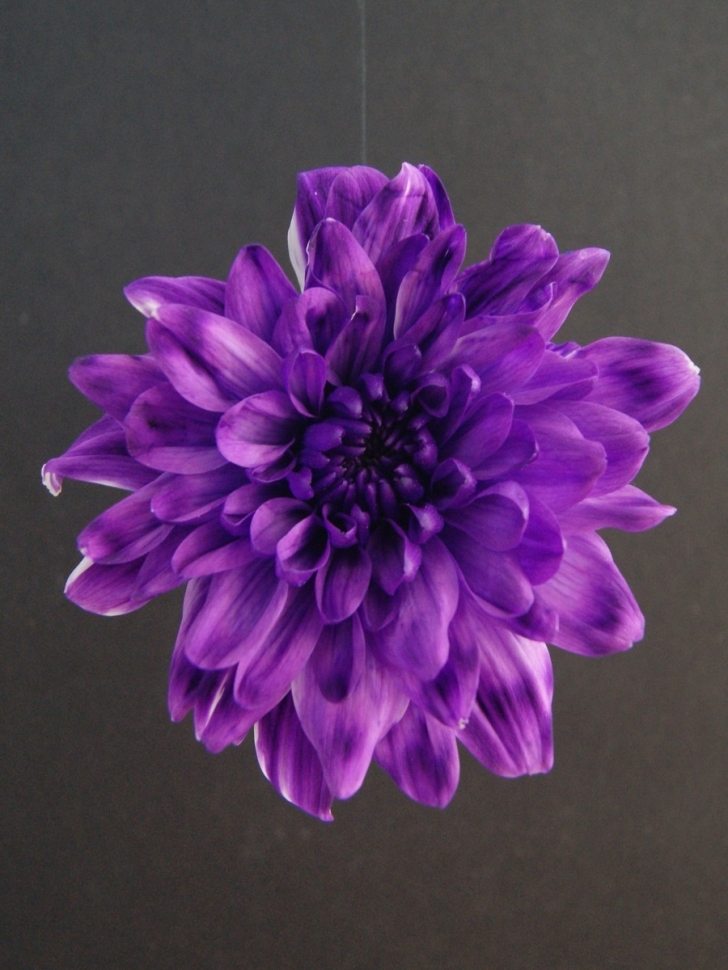 Краска для окрашивания живых цветов 1л бриллиантовый фиолет 22 Краска для окрашивания живых цветов 1л бриллиантовый фиолет 22