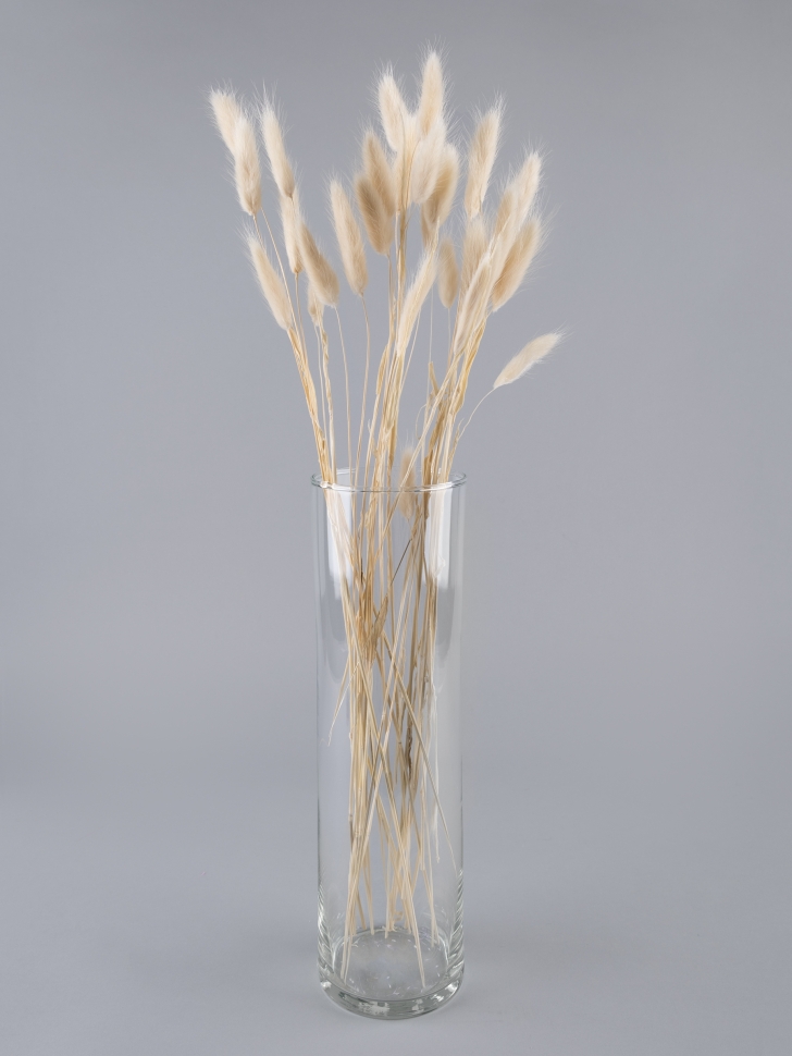 Лагурус цветной 30 голов белый снежный