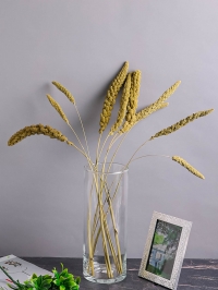 ИЦ Сетария 10шт 60см К натуральный