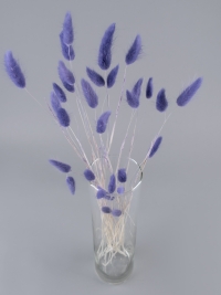 Лагурус цветной 30 голов лаванда