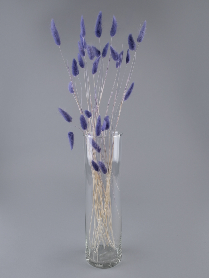 Лагурус цветной 30 голов лаванда