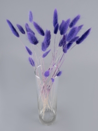 Лагурус цветной 30 голов сиреневый