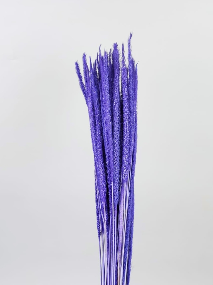 ИЦ Флеум 60шт 60см фиолетовый ИЦ Флеум 60шт 60см фиолетовый