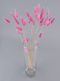 Лагурус цветной 30 голов розовый