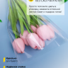 Пакет цветочный Конус 35/40 прозрачный/прозрачный 50 шт