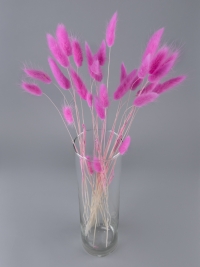 Лагурус цветной 30 голов фуксия