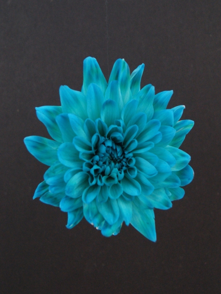 Краска для окрашивания живых цветов 300мл аква 07