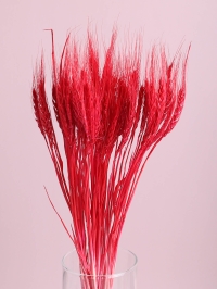 ИЦ Пшеница 50шт К красный