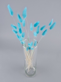 Лагурус цветной 30 голов голубой