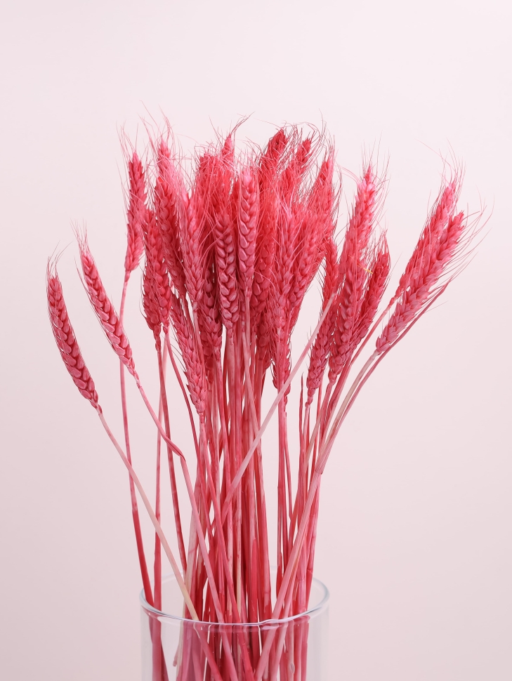 ИЦ Пшеница 50шт К коралловый