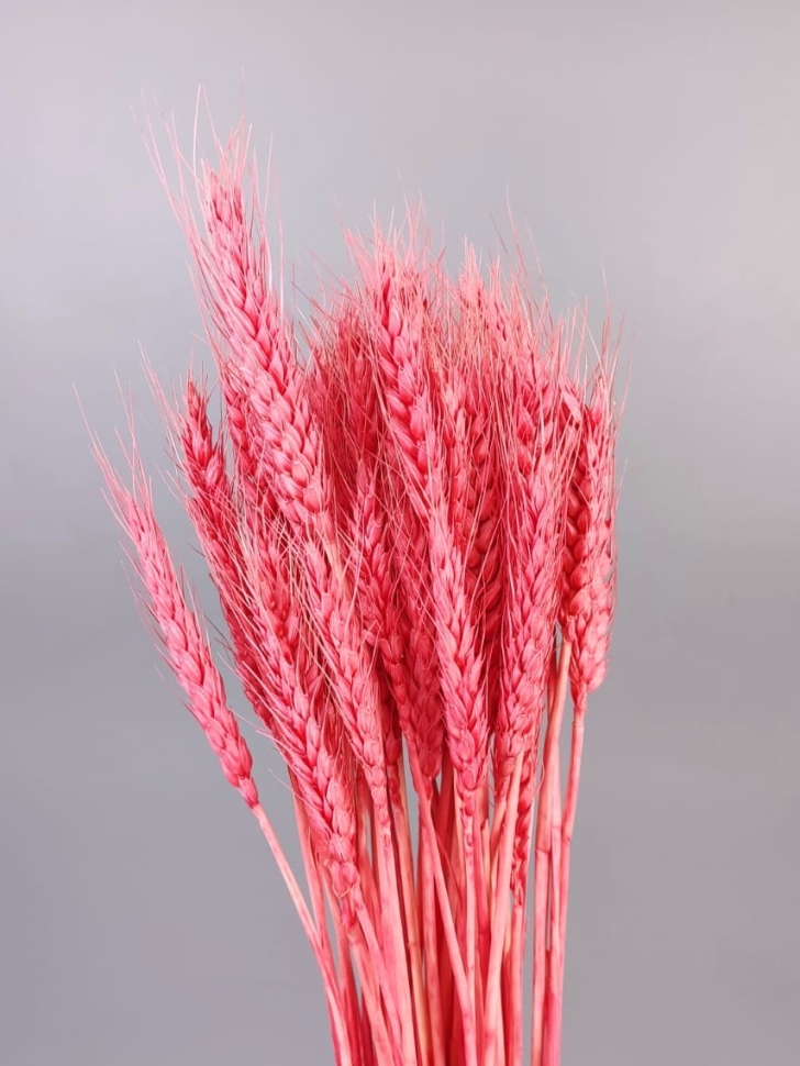 ИЦ Пшеница 50шт К коралловый