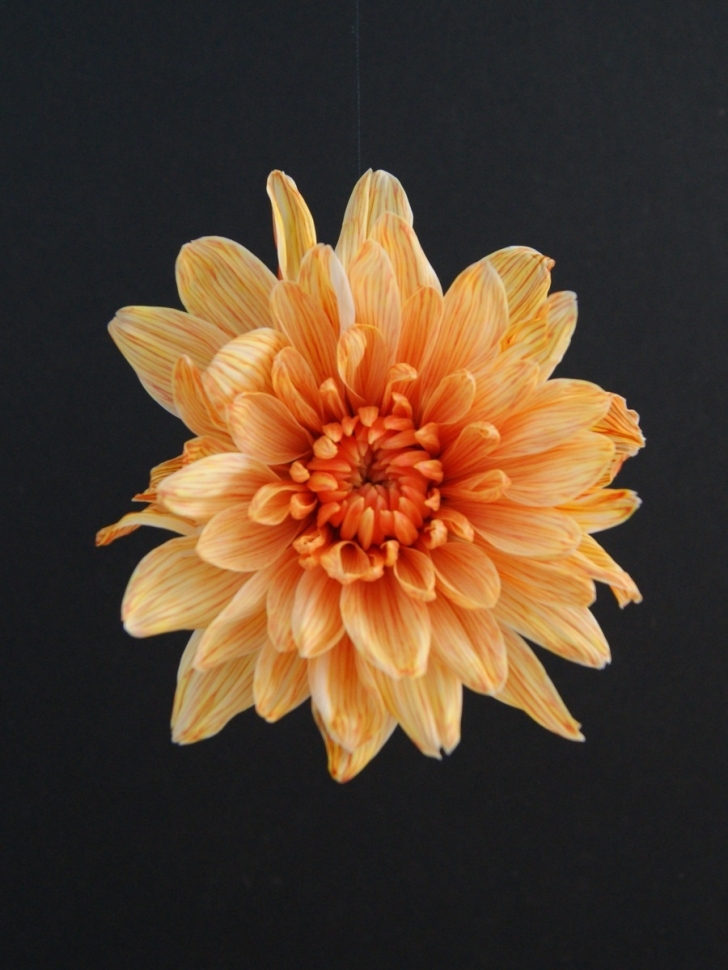 Краска для окрашивания живых цветов 300мл апельсиновый 15