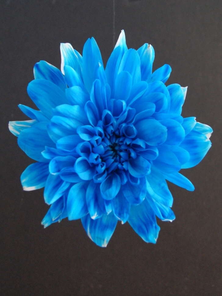 Краска для окрашивания живых цветов 300мл голубой 21 Краска для окрашивания живых цветов 300мл голубой 21