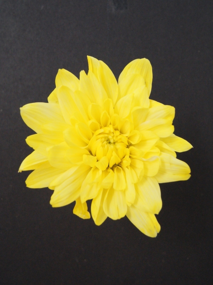 Краска для окрашивания живых цветов 300мл желтый 02 Краска для окрашивания живых цветов 300мл желтый 02