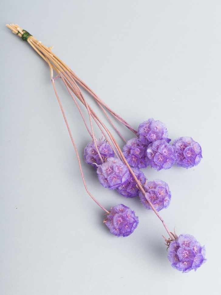 ИЦ Скабиоза 10шт сиреневый светлый ИЦ Скабиоза 10шт сиреневый светлый