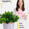 Кашпо керамика 14х14х12,5см TX7236019.14 белый Кашпо керамика 14х14х12,5см TX7236019.14 белый