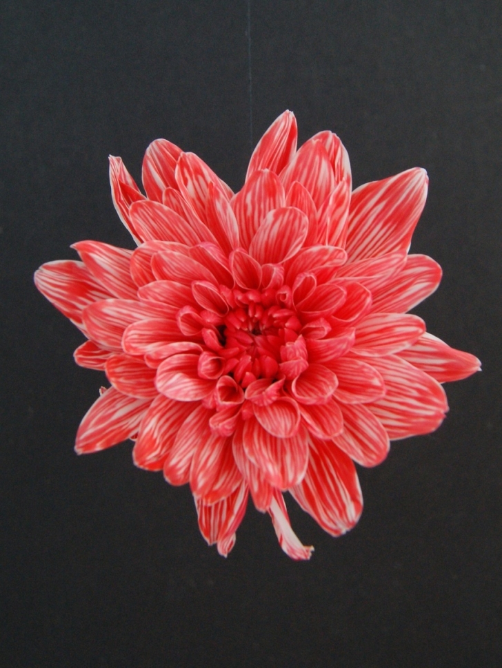 Краска для окрашивания живых цветов 300мл красный 11