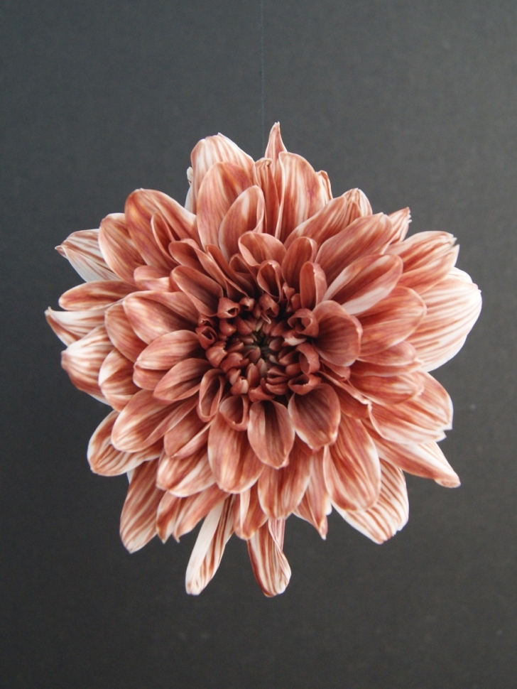 Краска для окрашивания живых цветов 275мл коричневая 34 Краска для окрашивания живых цветов 275мл коричневая 34