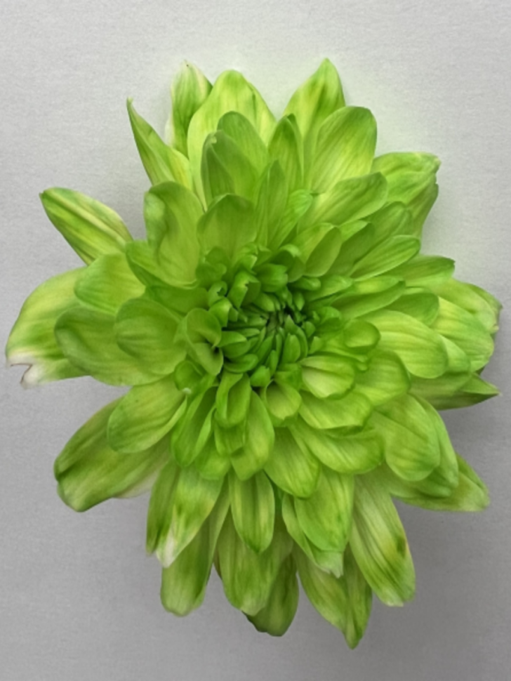 Краска для окрашивания живых цветов 300мл лайм 38 Краска для окрашивания живых цветов 300мл лайм 38