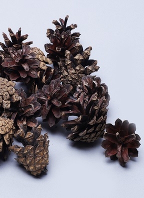 Шишки сосновые набор 20шт. мини