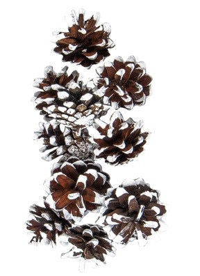 Шишки сосновые набор 10шт 3,5-5см белые