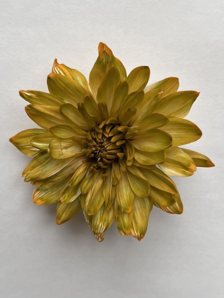 Краска для окрашивания живых цветов 300мл хаки 39