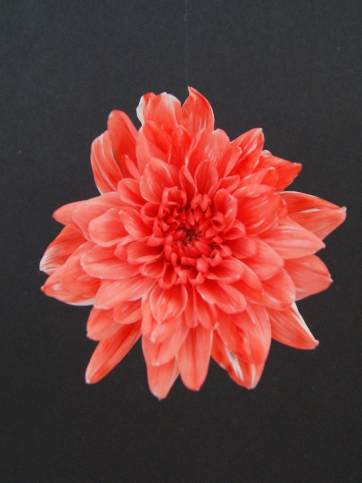 Краска для окрашивания живых цветов 300мл персиковый бледный 06