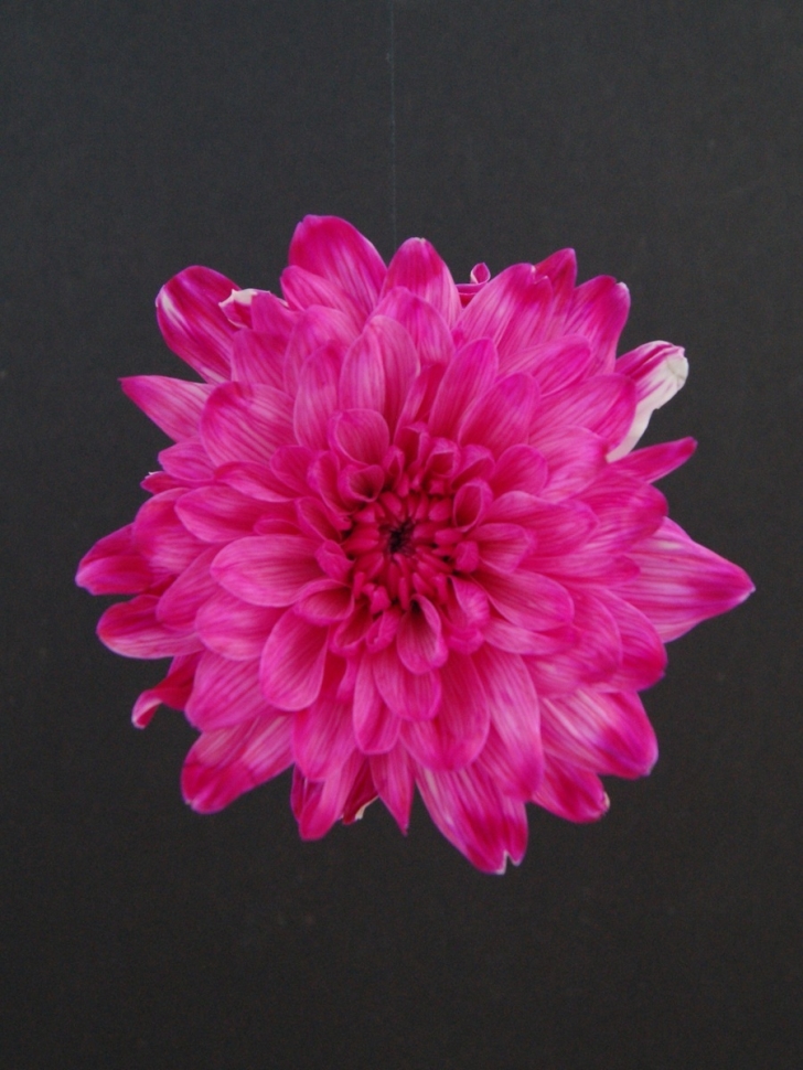 Краска для окрашивания живых цветов 300мл фуксия 10 Краска для окрашивания живых цветов 300мл фуксия 10