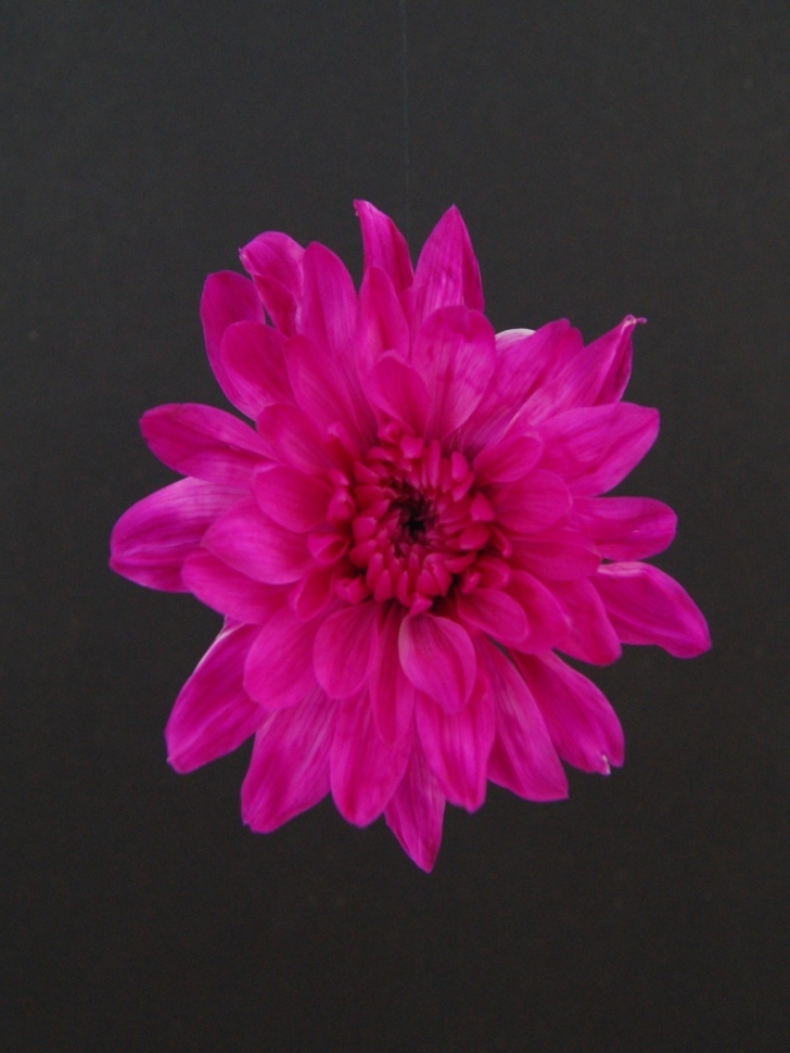 Краска для окрашивания живых цветов 300мл розовый яркий 09