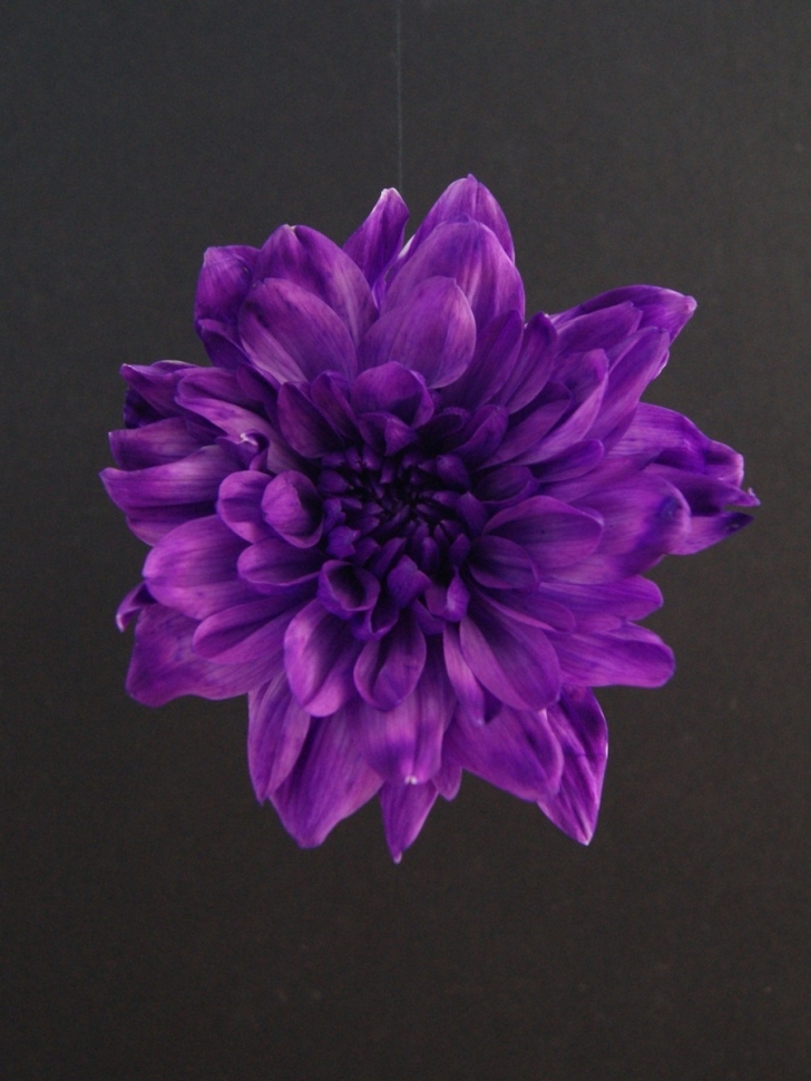 Краска для окрашивания живых цветов 300мл фиолетовый яркий 17