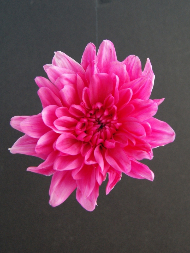 Краска для окрашивания живых цветов 300мл рождественский красный 23 Краска для окрашивания живых цветов 300мл рождественский красный 23