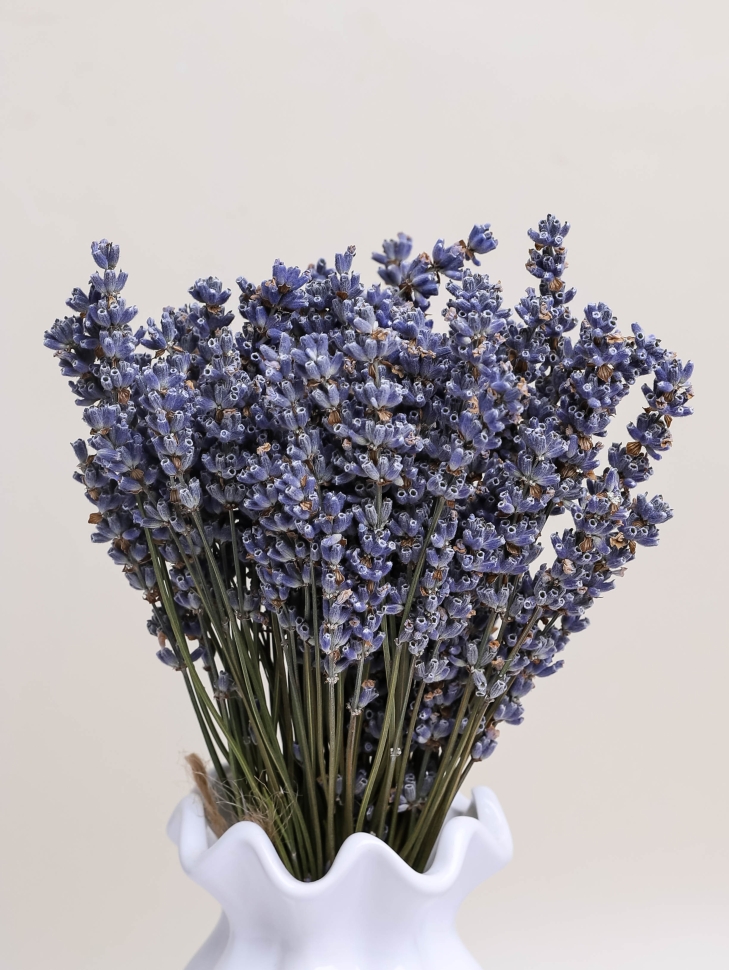 Лаванда французская стабилизированная 40см 50гр натуральная