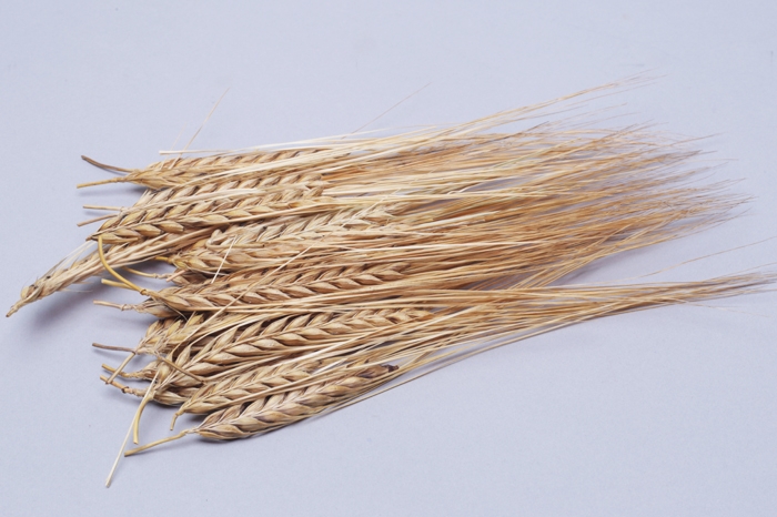 Агролига семена пшеницы. Колосья пшеницы для декора. Пшеничный колосок красивые образы поэтические. Код пшеницы. Эконива.