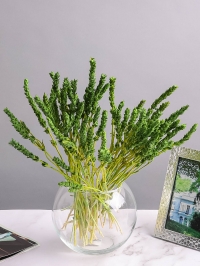 Железница стабилизированная 35см 30гр фисташковый