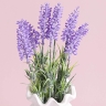 ИЦ Лаванда 35см 253