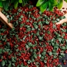 Грунт смесь цветная 1кг 3-5мм №01 Грунт смесь цветная 1кг 3-5мм №01